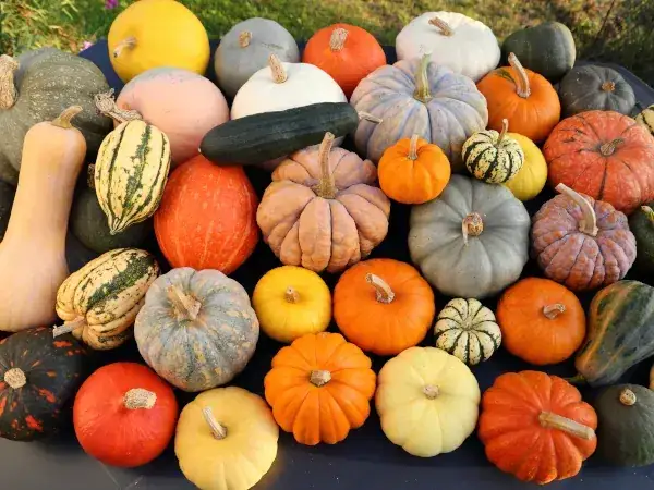 warzywa kapustne dyniowate psiankowate