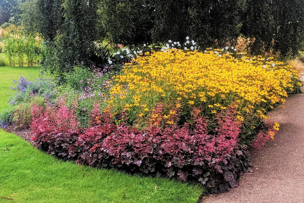 Kolorowa rabata z żółtymi rudbekiami i różowymi żurawkami. Idealne kwiaty wieloletnie do ogrodu bez wykopywania, tworzące bujne kompozycje.