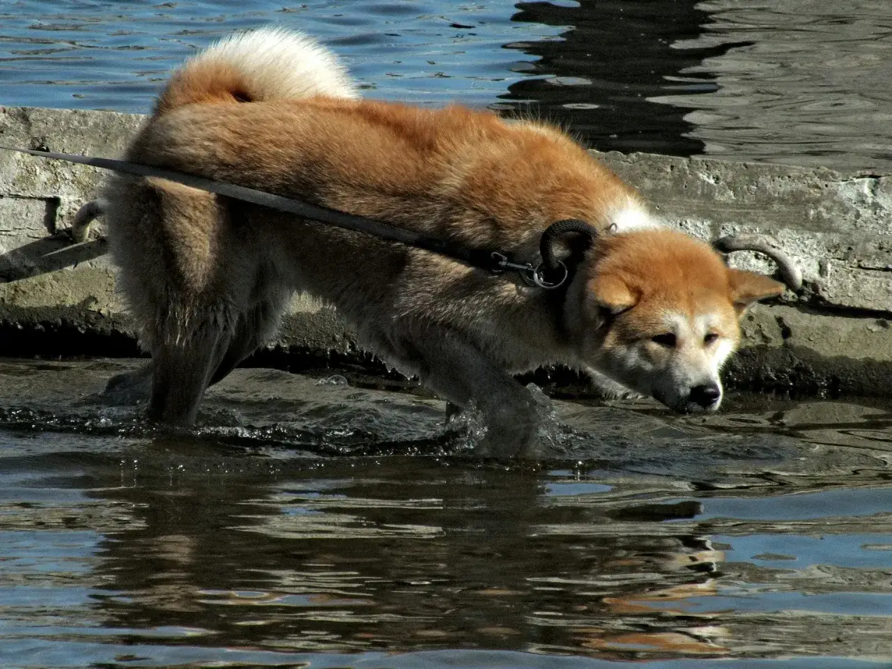 Jak wychować Akita Inu