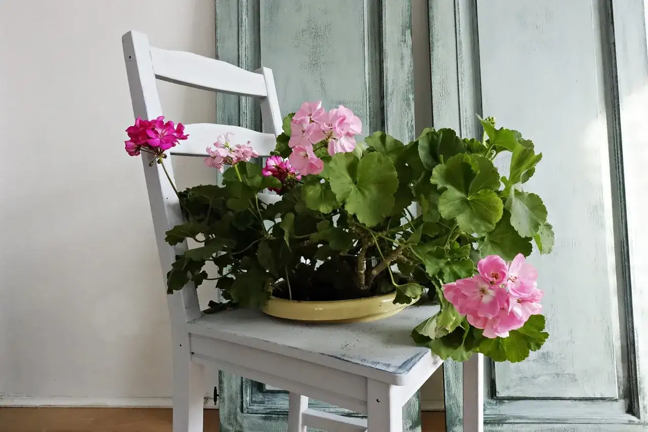 Kwietnik z krzesła: jak zrobić taki uroczy mebel? Pelargonie w pastelowych barwach pięknie prezentują się na białym krześle.