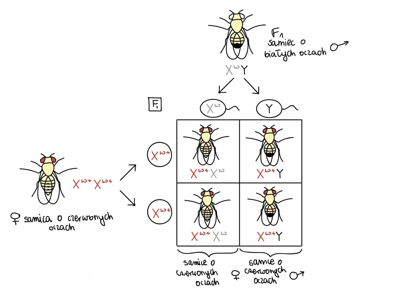 muszka owoc&oacute;wka samiec samica por&oacute;wnanie mikroskop