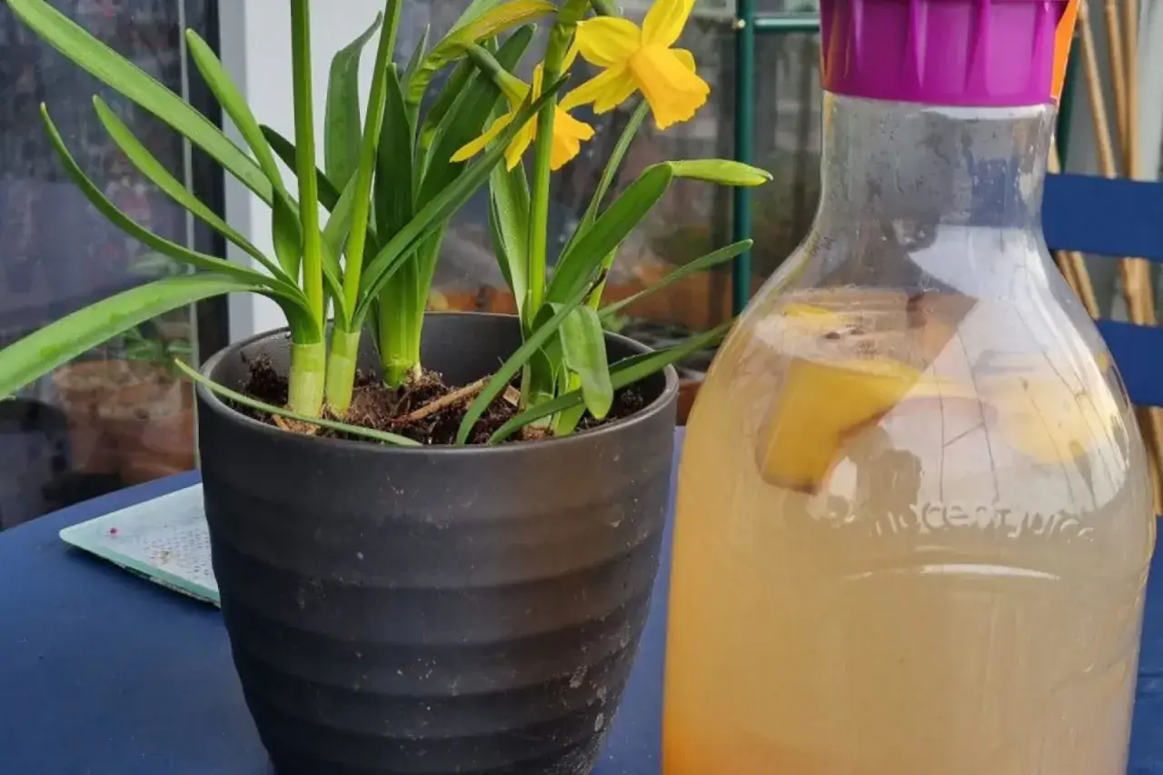 Rośliny w doniczce obok dzbanka z wodą i kawałkami banana, który może posłużyć jako nawóz z banana.