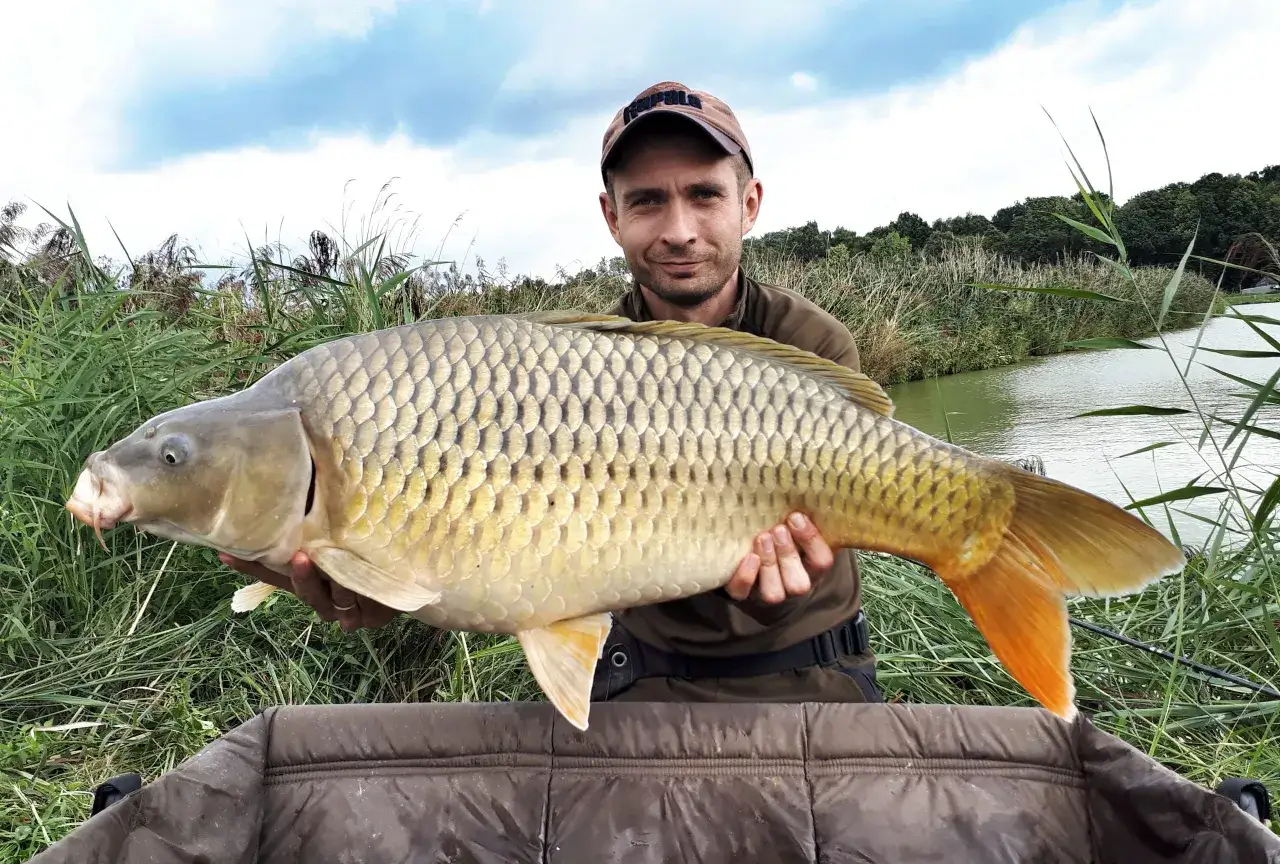 Duży karp z łowiska komercyjnego