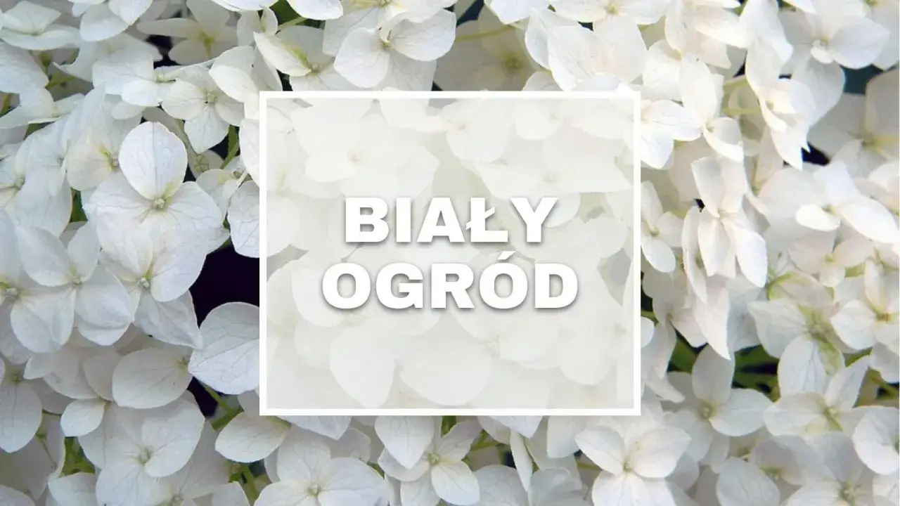 Biały ogr&oacute;d pełen delikatnych, białych kwiat&oacute;w.