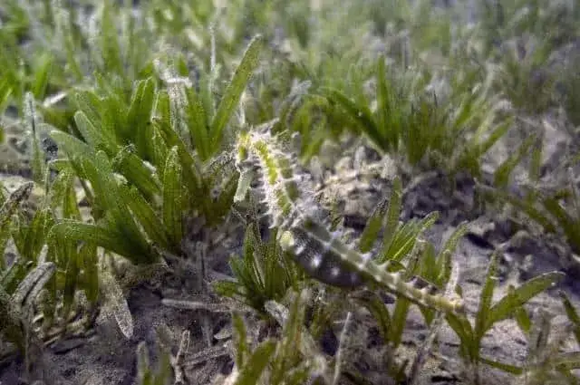 konik morski w naturalnym środowisku