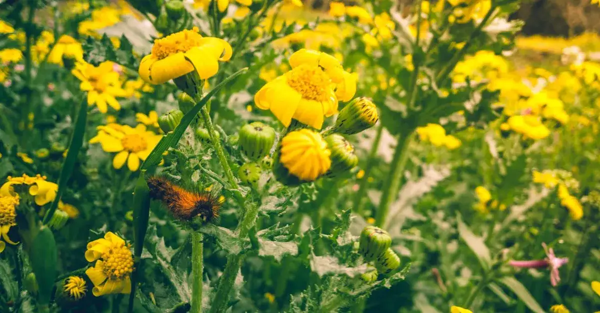 Zdjęcie Trąby anielskie: Jakie to kwiaty i jak najlepiej je pielęgnować?