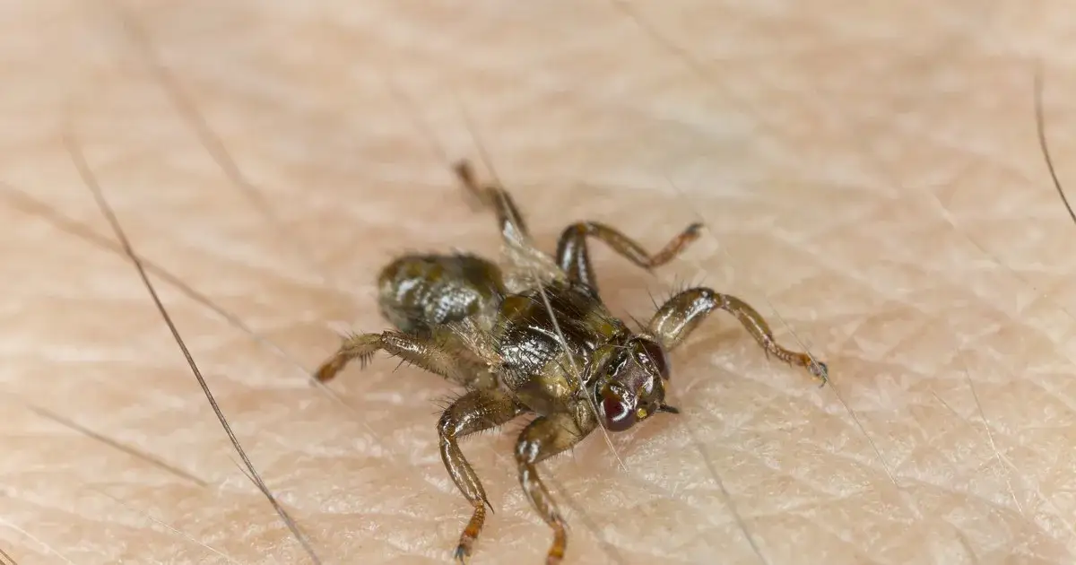 Zdjęcie Czy kleszcze latają? Oto, co musisz wiedzieć o ich ruchu