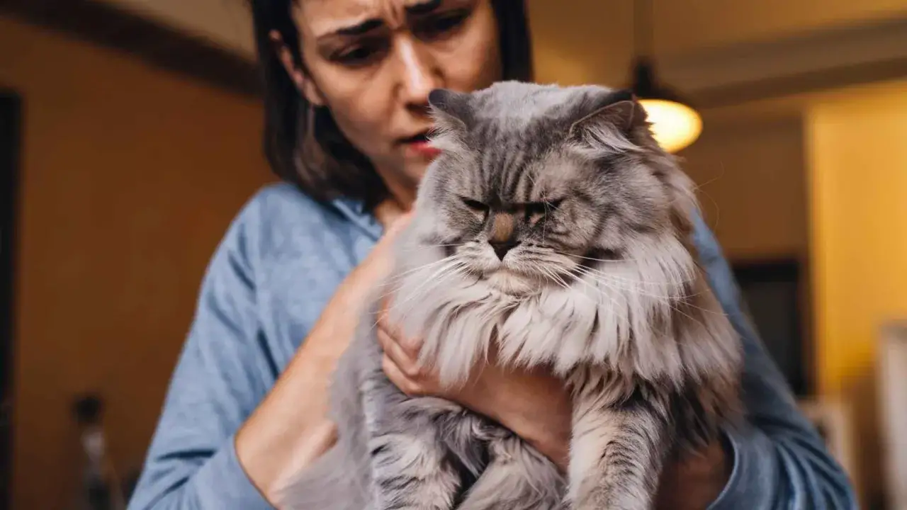 Zdjęcie Cómo sé si mi gato tiene fiebre: síntomas que no debes ignorar