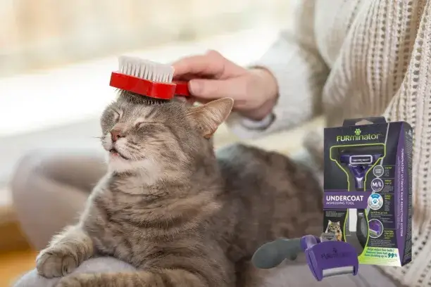 Zdjęcie Co na sierść dla kota: skuteczne sposoby na zdrową i lśniącą sierść