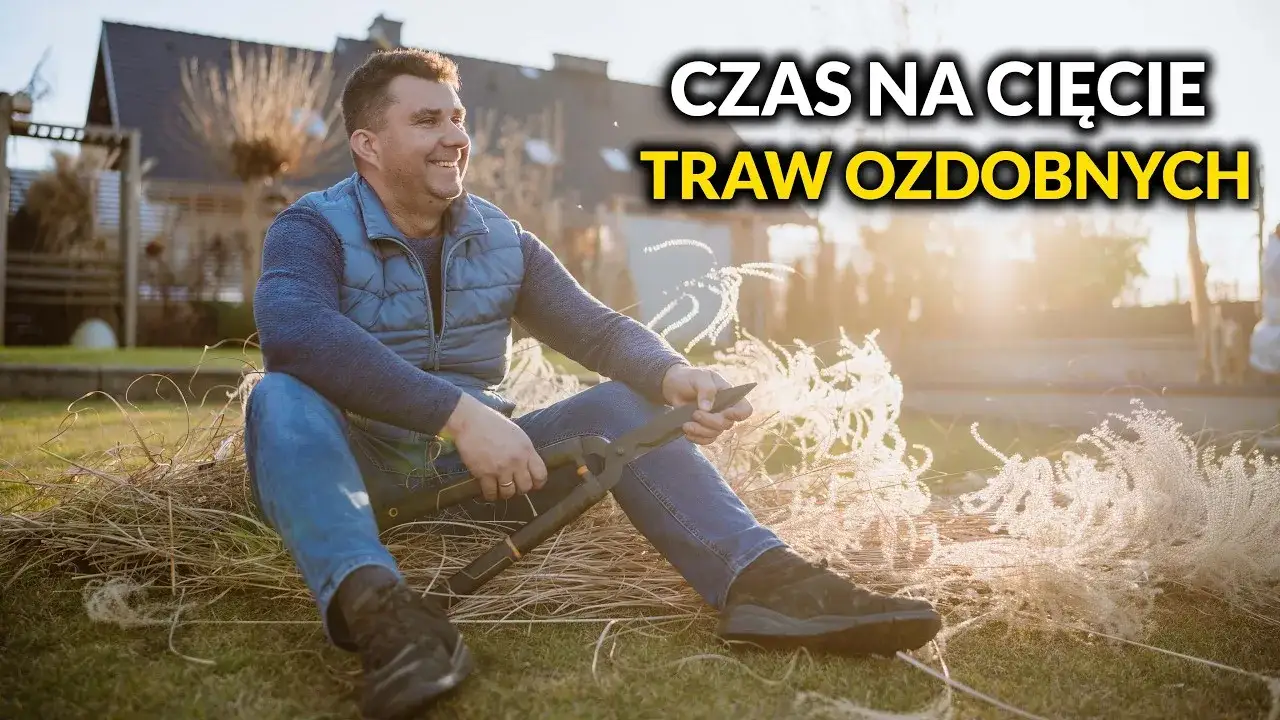 Zdjęcie Jak przycinać trawy ozdobne, aby uniknąć najczęstszych błędów