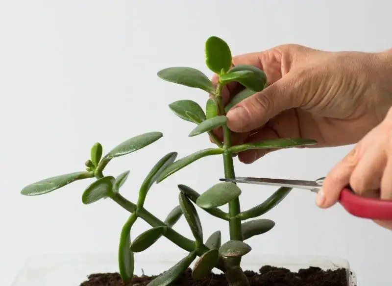 Zdjęcie Jak przycinać drzewko szczęścia, aby uniknąć błędów i wspierać wzrost