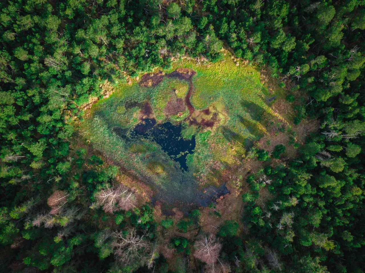 Zdjęcie Czy torfowisko w Zieleńcu to naprawdę cud natury? Sprawdzamy!