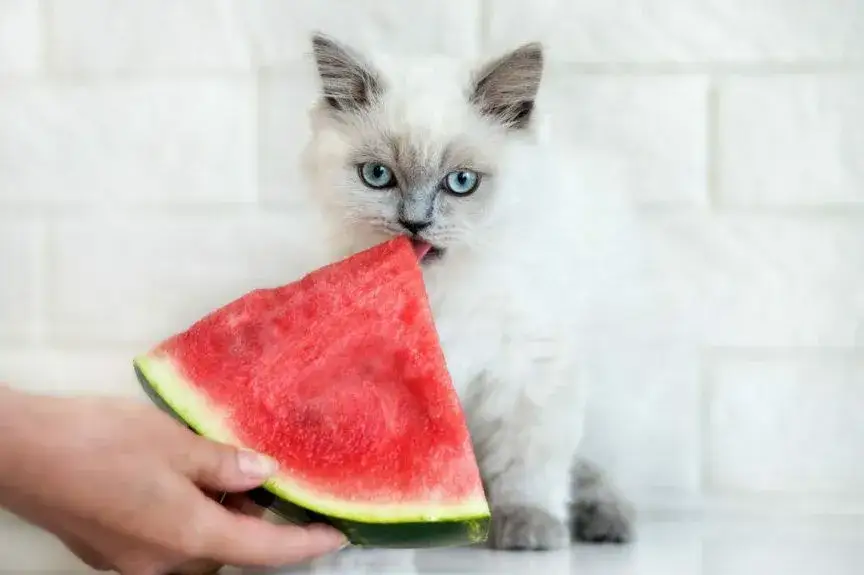 Zdjęcie Czy koty mogą jeść arbuza? Bezpieczne porady i przygotowanie
