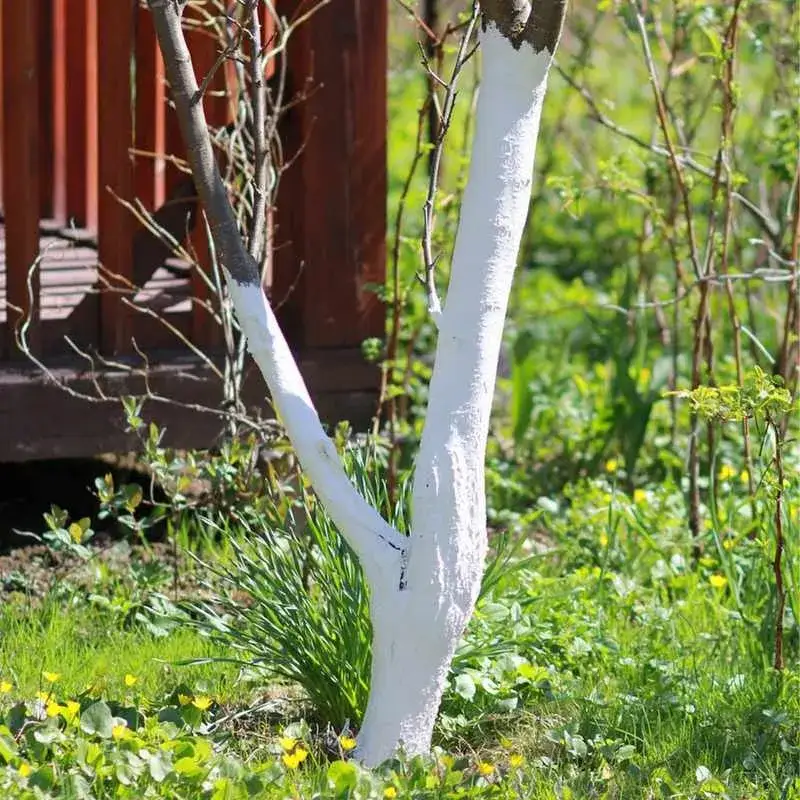 Zdjęcie Jak wysoko malować drzewa wapnem, aby osiągnąć najlepsze efekty?