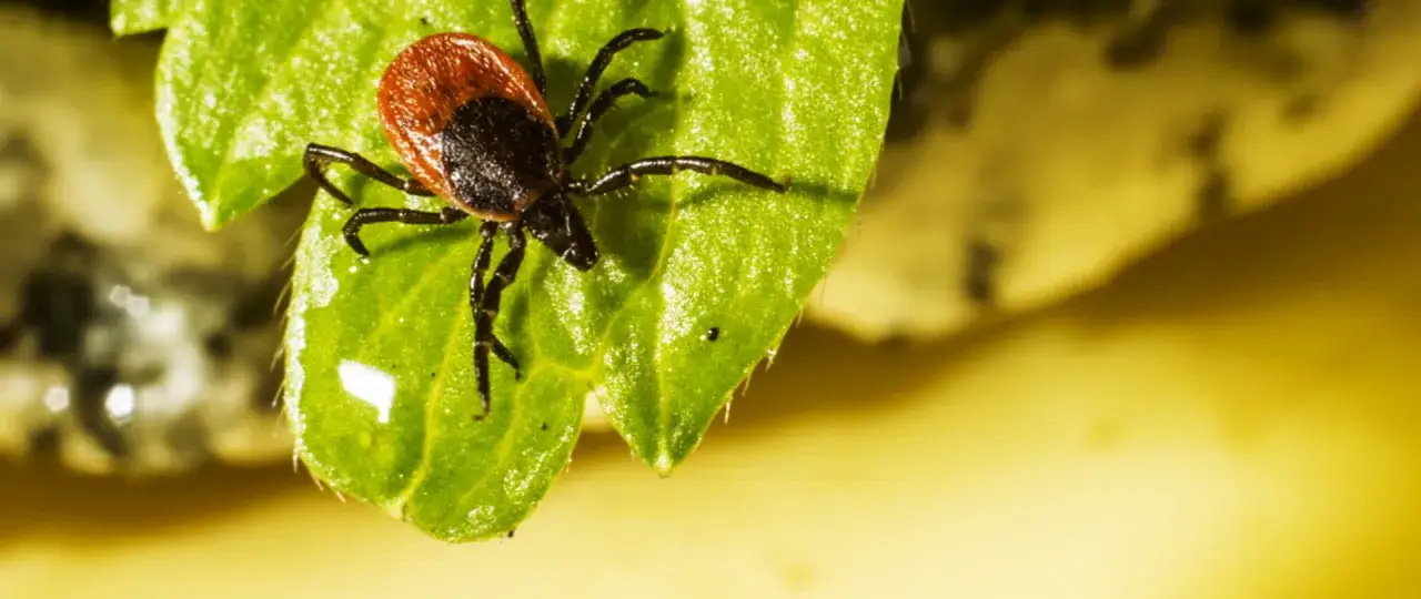 Zdjęcie Ile kosztuje szczepionka przeciw kleszczom? Sprawdź ceny i opcje oszczędnościowe