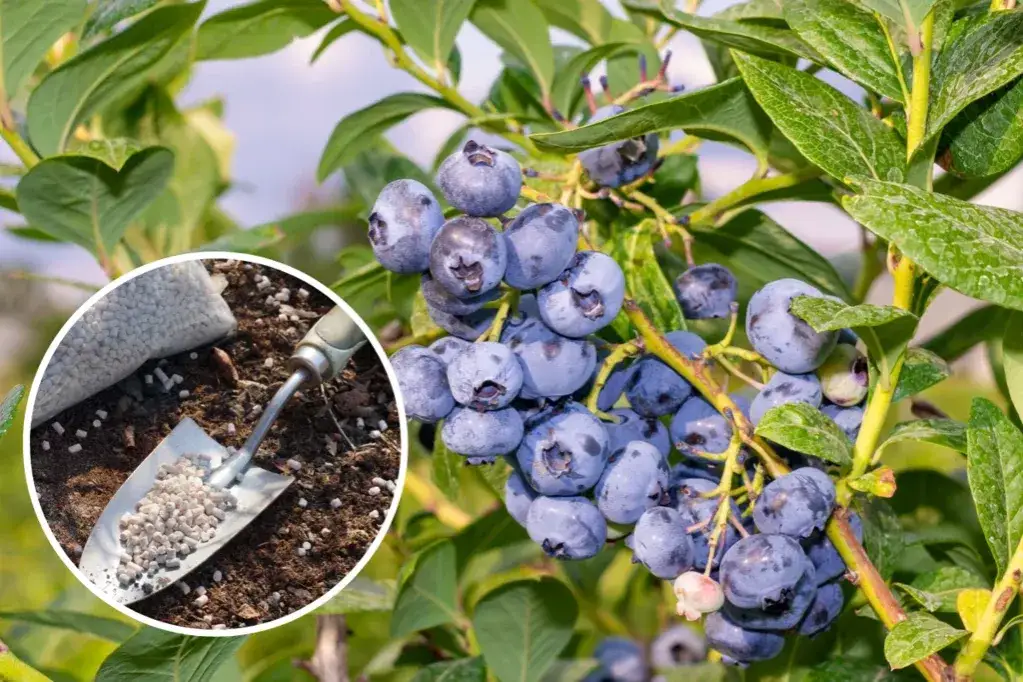 Zdjęcie Najlepsze naturalne nawozy do borówki amerykańskiej: poradnik