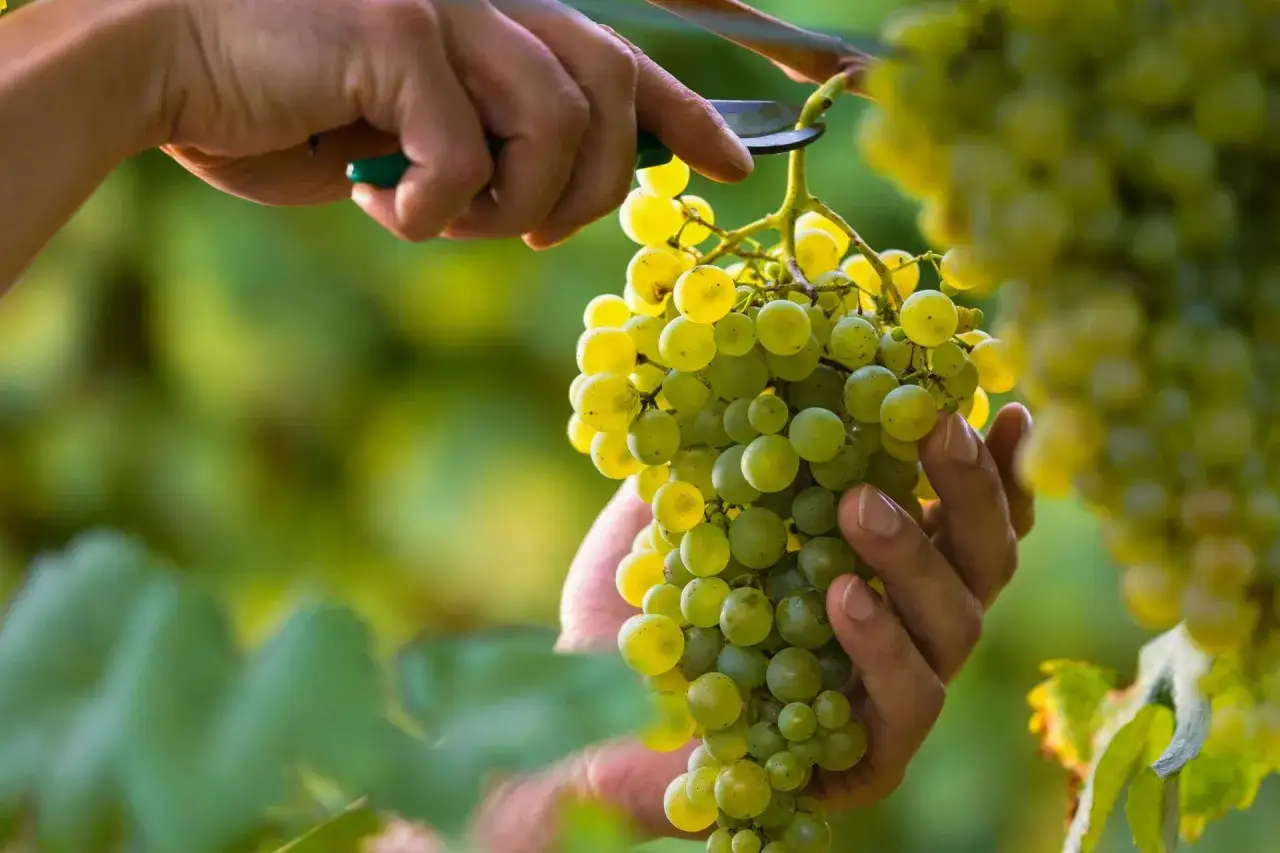 Zdjęcie Kiedy zrywać winogron na wino, aby uniknąć złej jakości trunku?