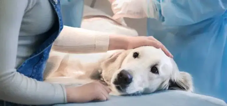 Zdjęcie Czy weterynarz jest otwarty w niedziele? Sprawdź, gdzie uzyskasz pomoc