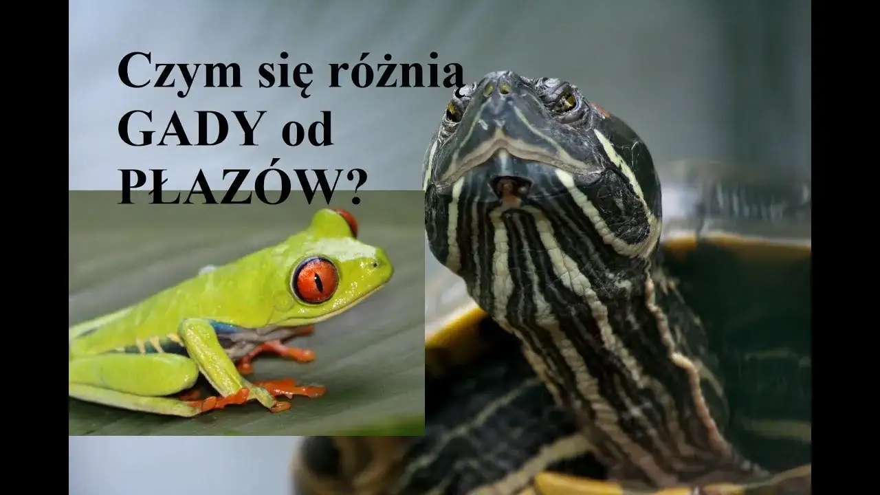Zdjęcie Czy jaszczurka to płaz? Odkryj zaskakujące różnice między gadami a płazami