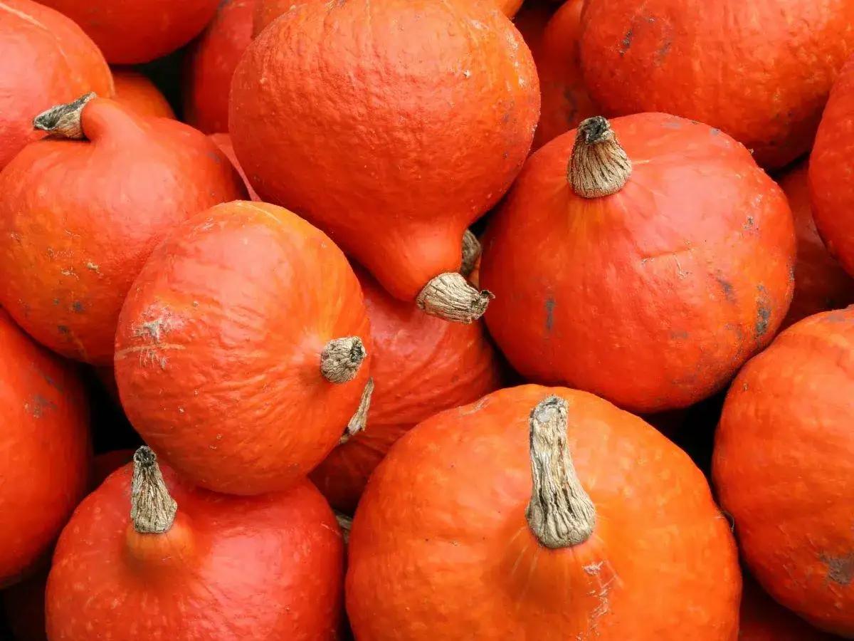 Zdjęcie Jaka dynia na zupę krem jest najlepsza do uzyskania wyjątkowego smaku