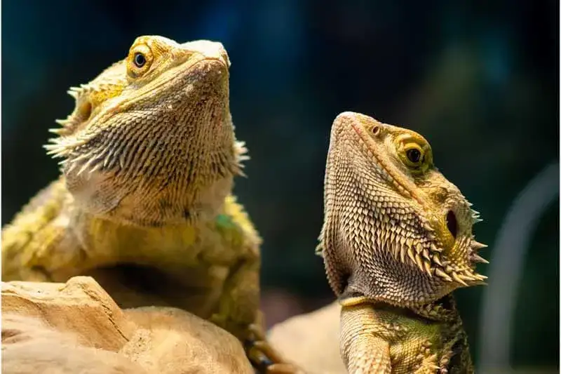 Zdjęcie Jak zrobić terrarium dla agamy – uniknij najczęstszych błędów
