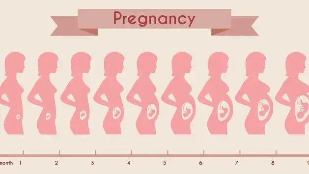 podział ciąży na trymestry grafika