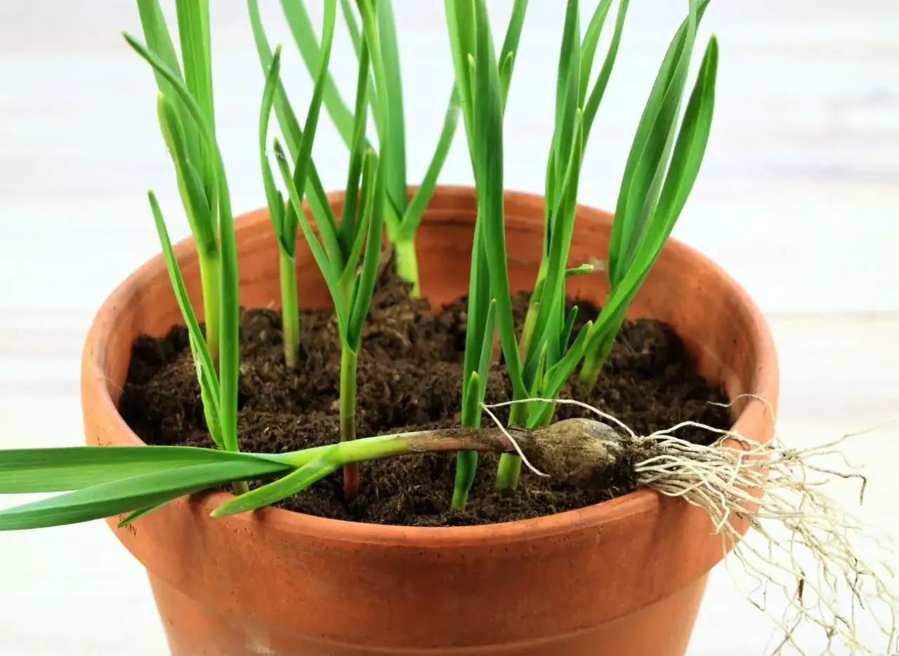 sadzenie czosnku w doniczce krok po kroku