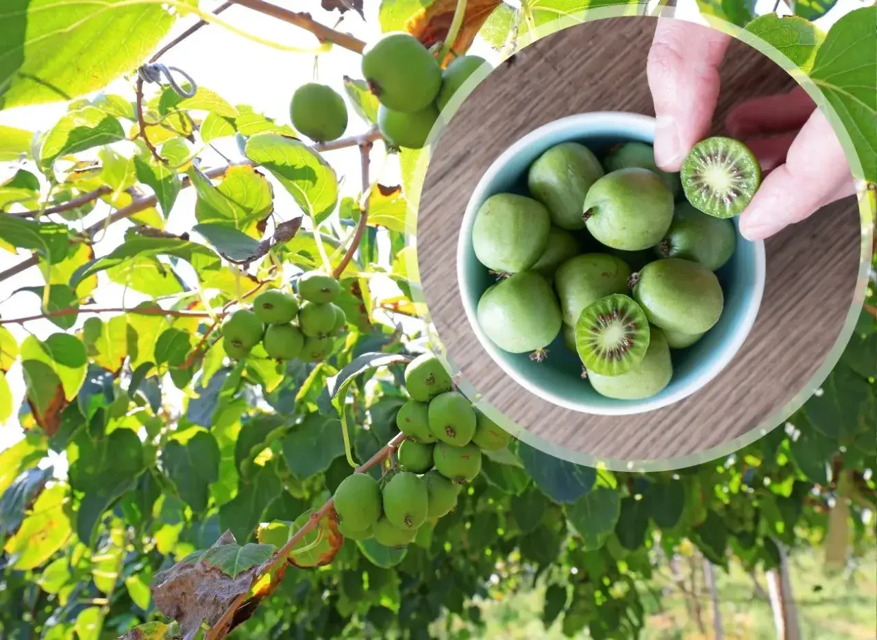 Kiwi rośnie na krzewach, tworząc małe, zielone owoce. Widać je na gałęziach i w miseczce, gotowe do spożycia.