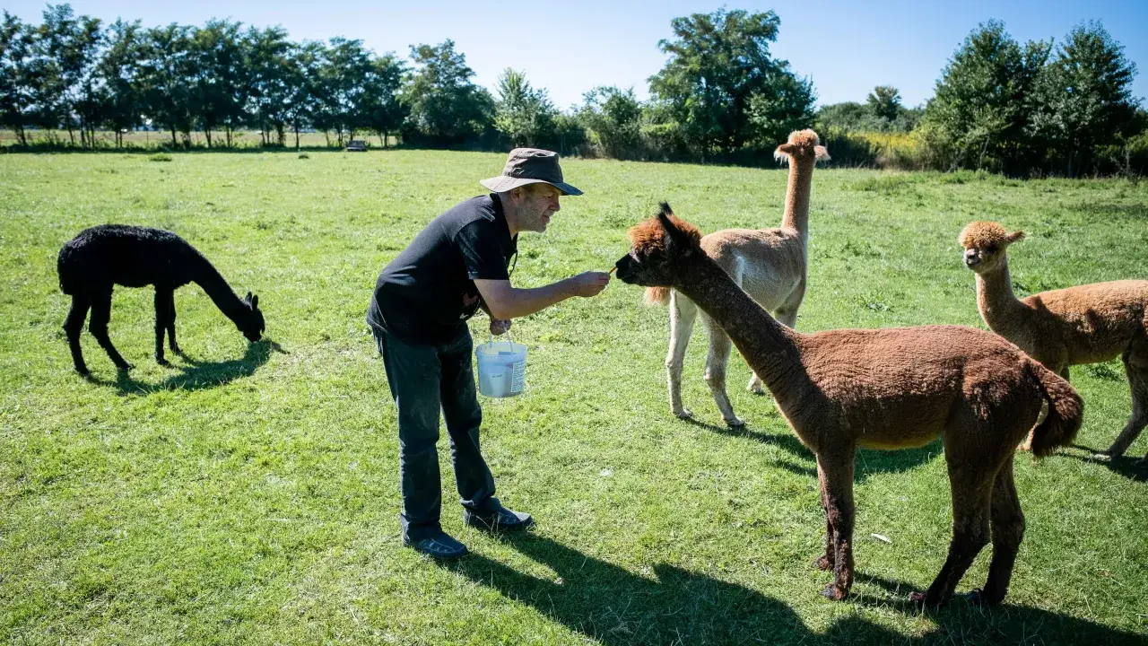 Rodzina spacerująca z alpakami w Polsce