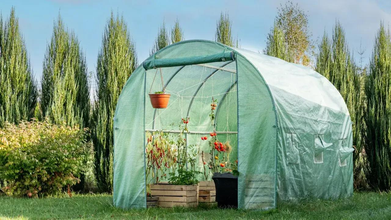Szklarnia z pomidorami w środku. Dowiedz się, jak uprawiać pomidory w szklarni, by cieszyć się obfitymi plonami.