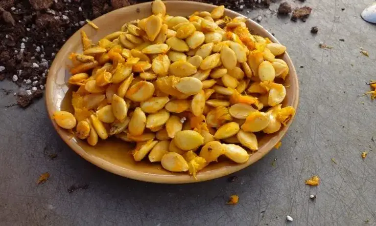 Zdjęcie Jak przygotować pestki dyni do sadzenia, aby zapewnić zdrowe plony
