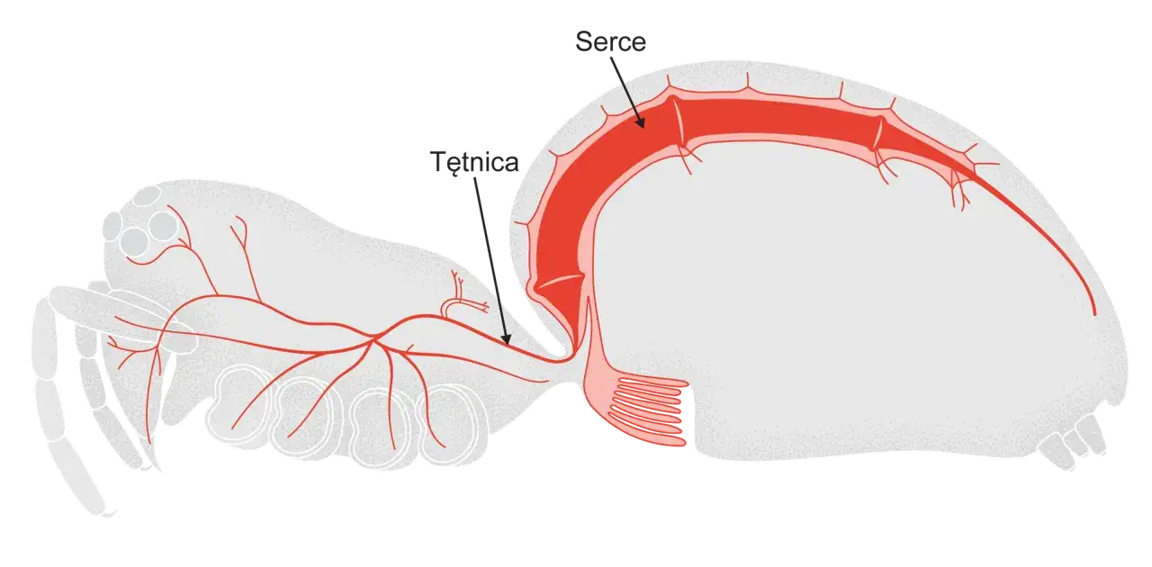 przykłady zwierząt z zamkniętym układem krwionośnym