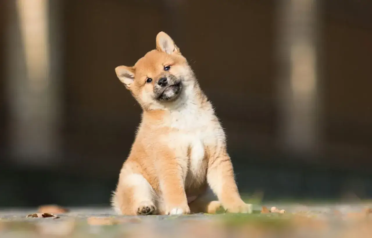Uroczy szczeniak rasy shiba inu, z zaciekawieniem przechyla głowę. Idealny kompan, ale warto znać shiba inu wady i zalety przed adopcją.
