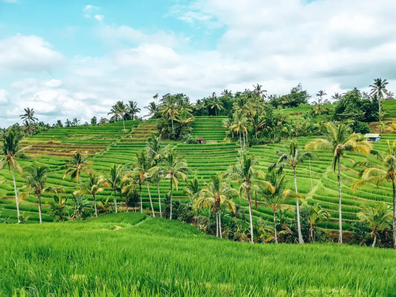 Tarasy ryżowe w pełnym rozkwicie, otoczone palmami. Widać, jak rośnie ryż, tworząc zielony dywan na zboczu wzgórza.