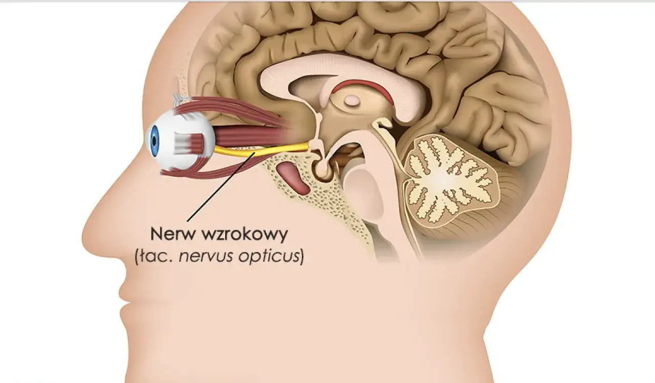 Schemat nerwu wzrokowego