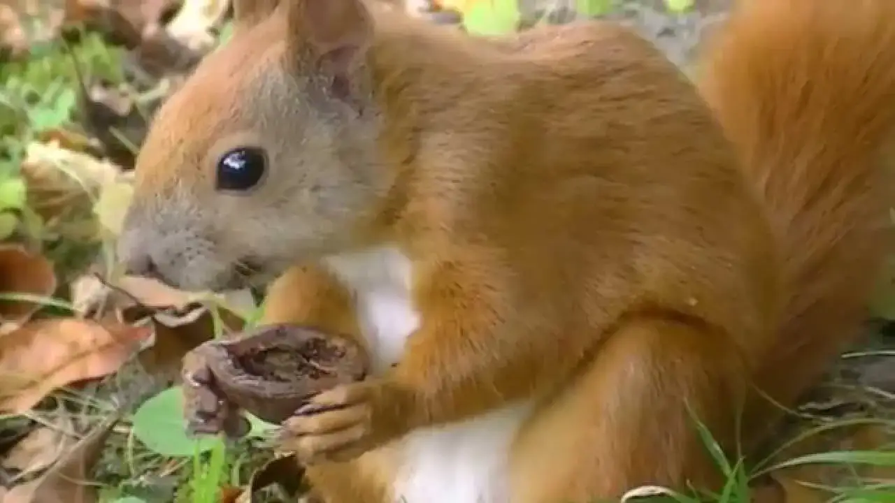 wiewi&oacute;rka zbierająca orzechy jesienią