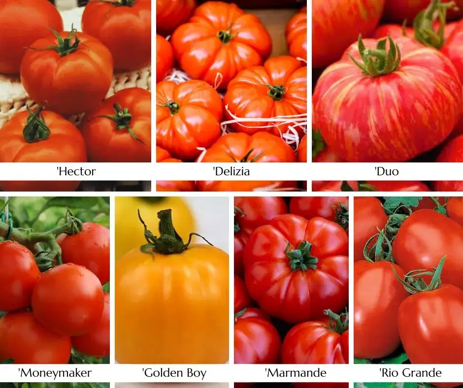 r&oacute;żne odmiany pomidor&oacute;w na sok