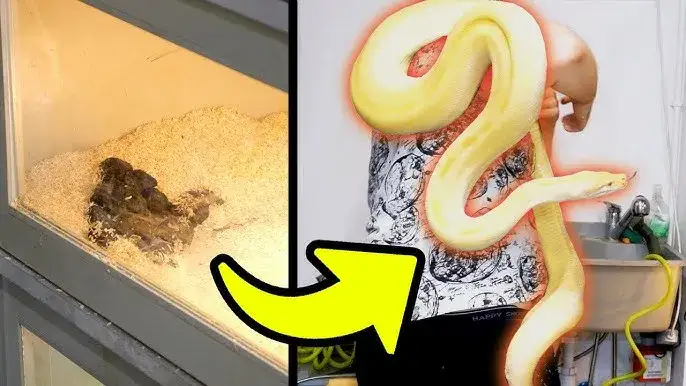 prawidłowe odchody węża zbożowego vs pytona kr&oacute;lewskiego