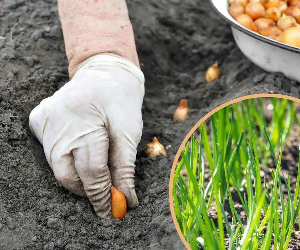 Sadzenie cebuli dymki ozimej