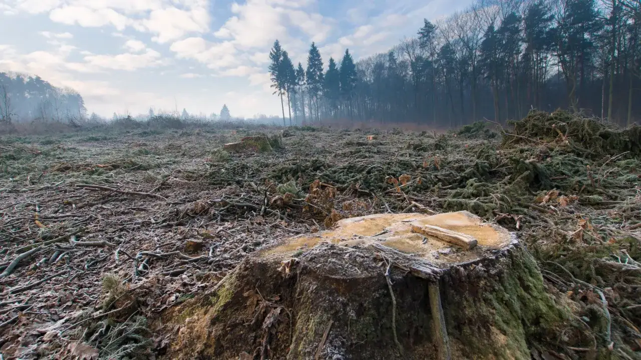 Symulacja zysk&oacute;w z lasu w Polsce