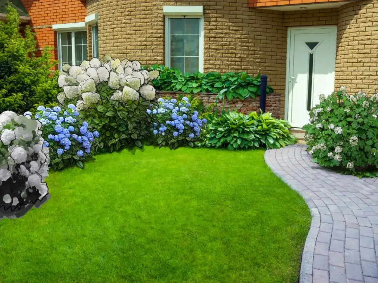 Białe i niebieskie hortensje z hostami tworzą piękny ogr&oacute;d. Hortensje z czym łączyć? Z hostami i trawami ozdobnymi.