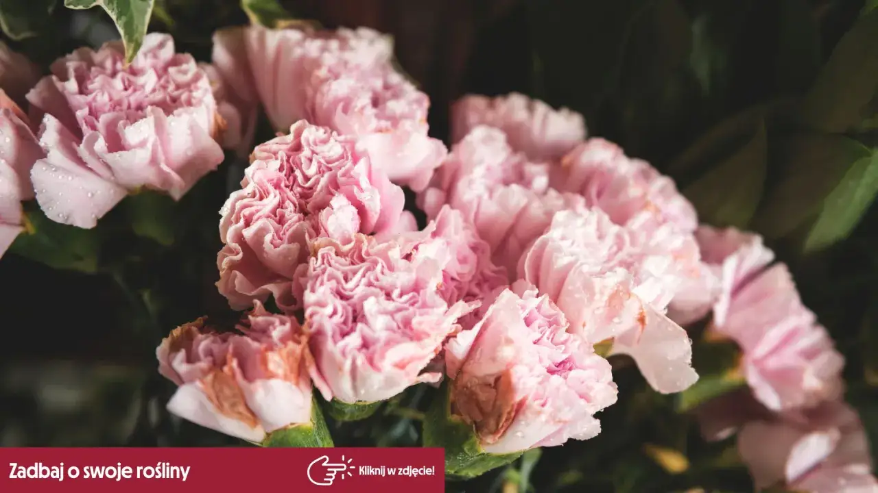 Delikatne, r&oacute;żowe goździki kwiaty z kroplami rosy.