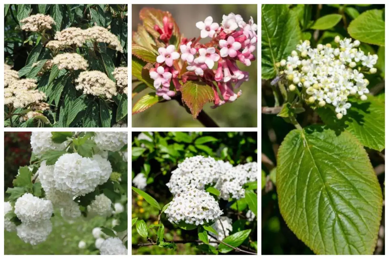 różne gatunki kaliny w ogrodzie