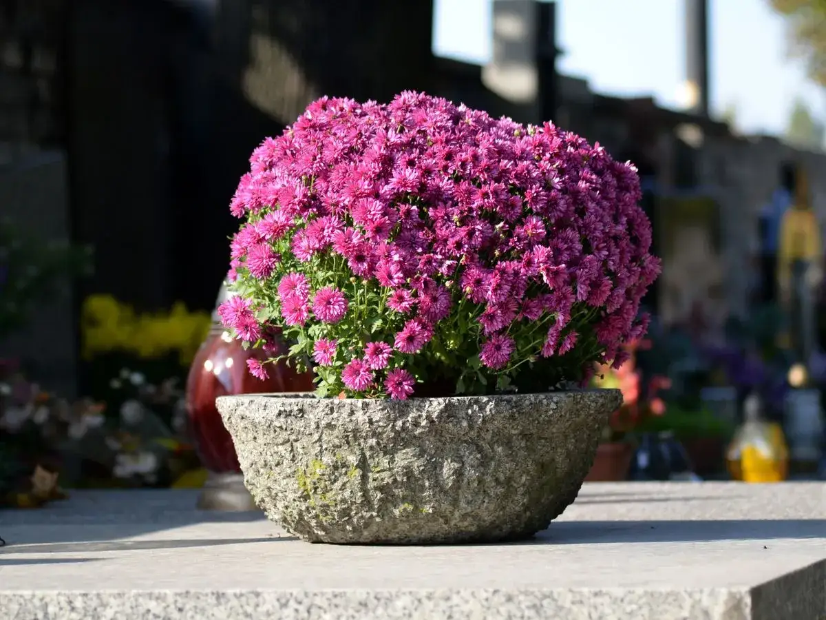 Zdjęcie Jak wyhodować chryzantemy z cmentarza i zachować wspomnienia bliskich