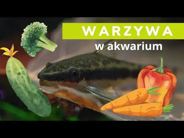 pokrojone warzywa dla ryb akwariowych