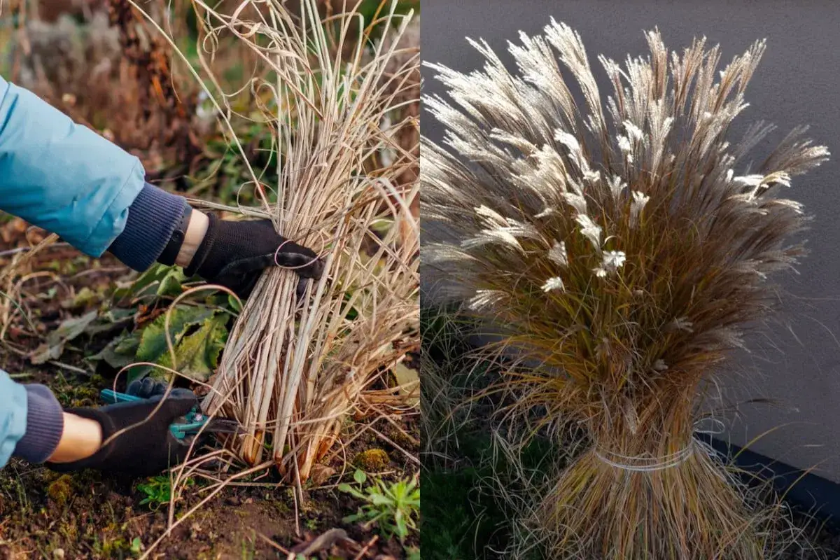Przycinanie traw ozdobnych: z lewej strony ręka w rękawiczce przycina suche źdźbła, z prawej bujny, przycięty kłos.