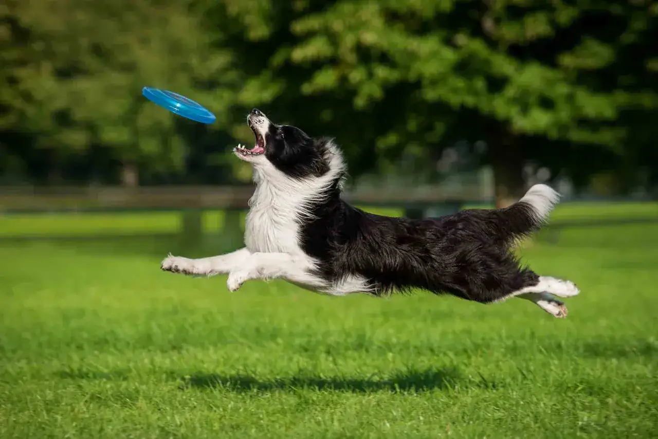 Zwinny border collie w skoku łapie niebieski frisbee. To dow&oacute;d, jak wytresować border collie do psich sport&oacute;w.