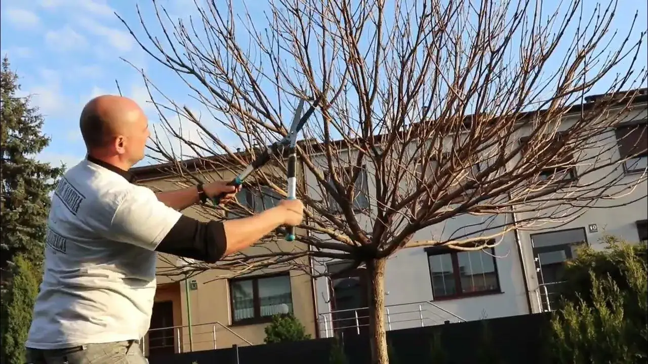 jak przycinać katalpę kulistą nana krok po kroku