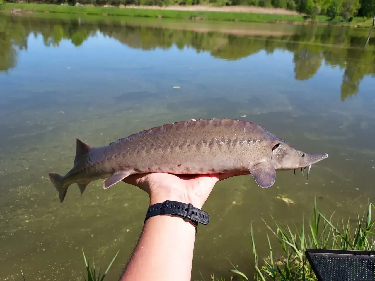 Wędkarz trzyma jesiotra, pokazując, na co bierze ta ryba. W tle spokojna tafla jeziora.