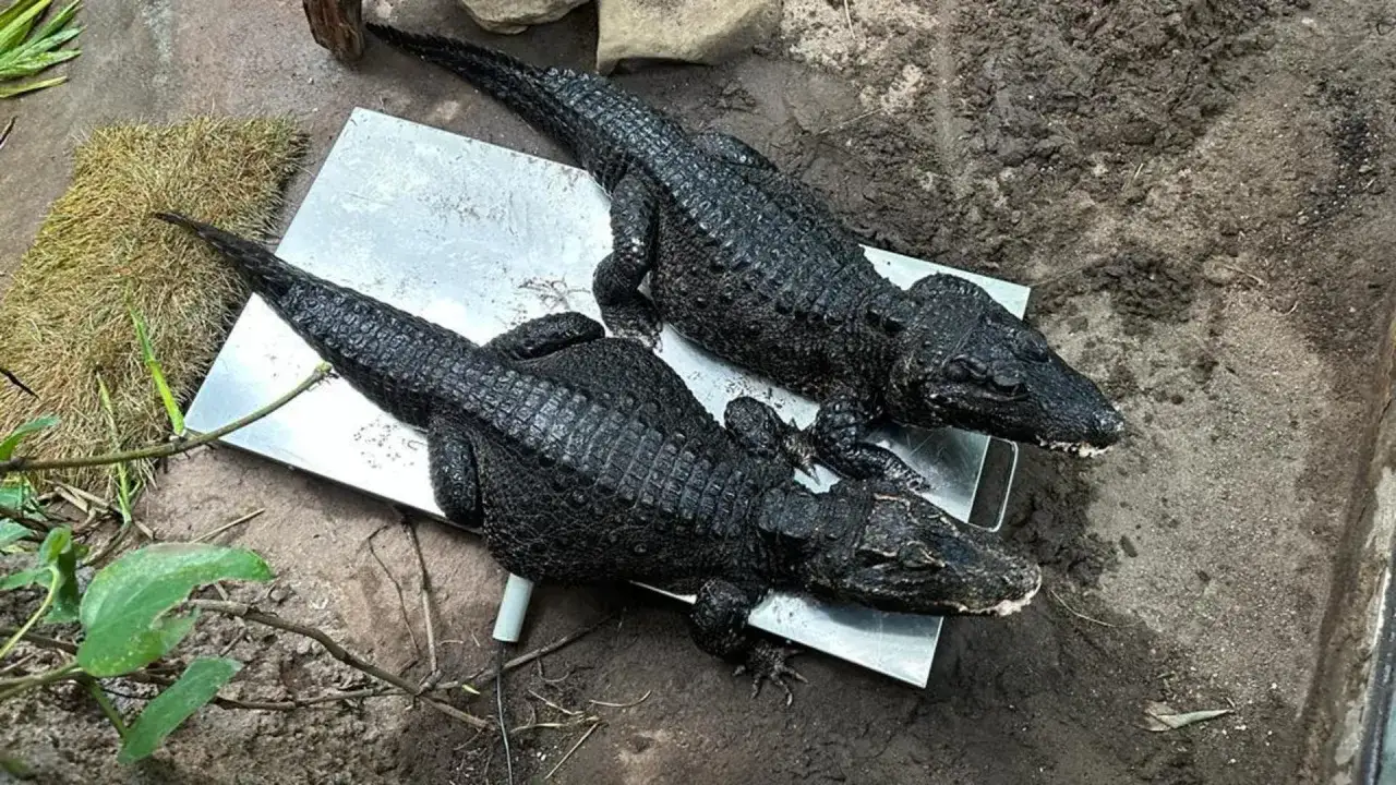 Dwa krokodyle kr&oacute;tkopyskie leżą na metalowej wadze.